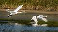 image by Kirms Photography Mute Swan-1
